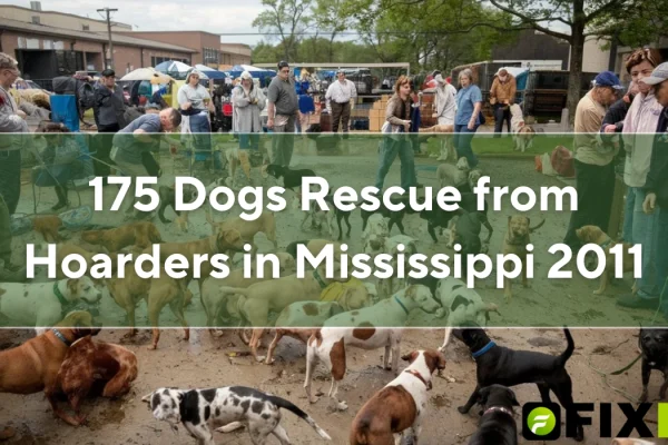 175 dogs rescue from hoarders in mississippi 2011