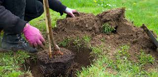 How Much Water Do Newly Planted Trees Need?
