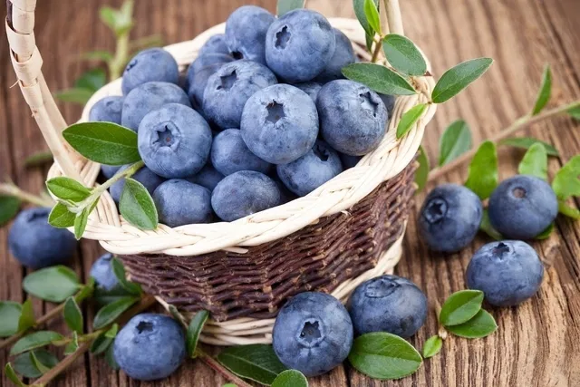 Wild Blueberry